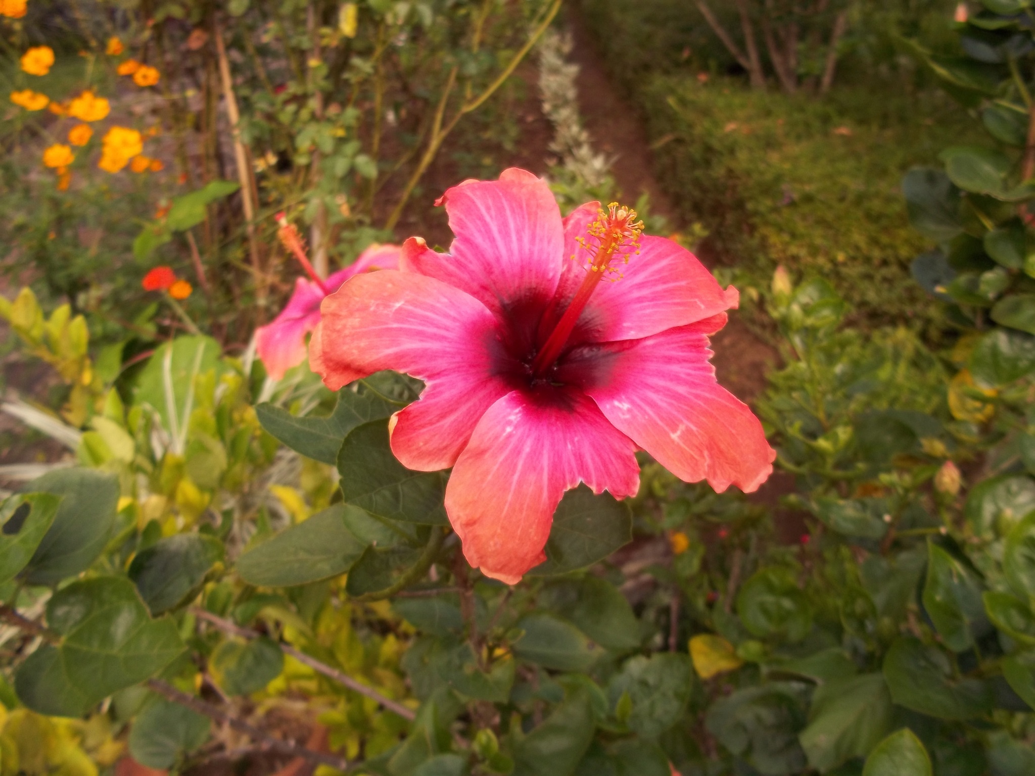 Bukit Asri Lodge villa in Oost Bali